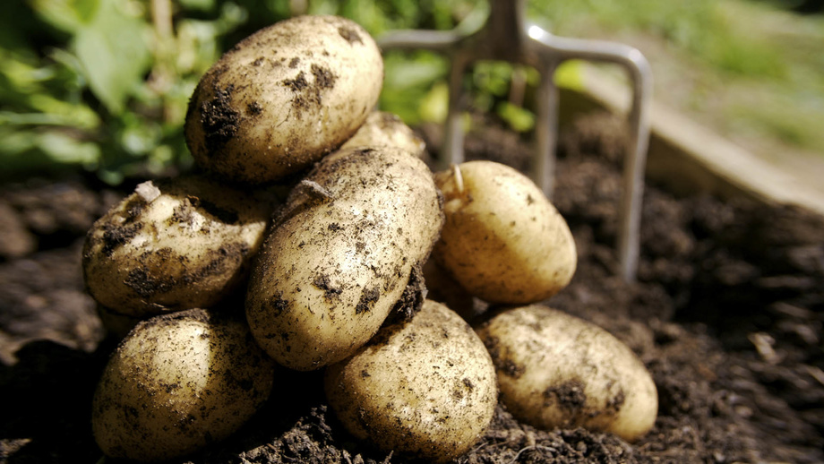 В Джиззаке выращивают картофель новым методом