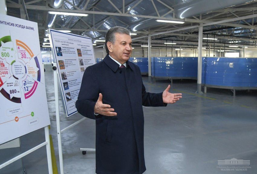 Шавкат Мирзиёев ознакомился с деятельностью предприятия, производящего 500 тонн рыбы в год (фото)