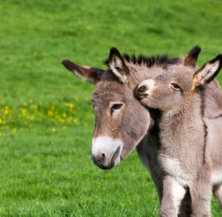 Yetuk ayollar dengizi bilan porno