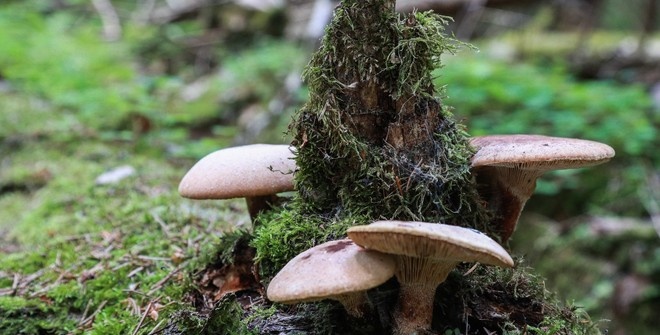 Учёный предупредил об опасности сбора грибов