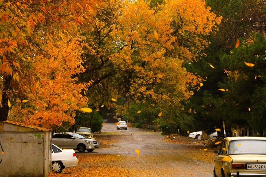 Аҳолига ҳудудидаги дарахтзорларни сақлаб қолиш учун ташаббус киритиш имкони берилади