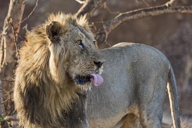 Восемь львов заразились коронавирусом в зоопарке Индии