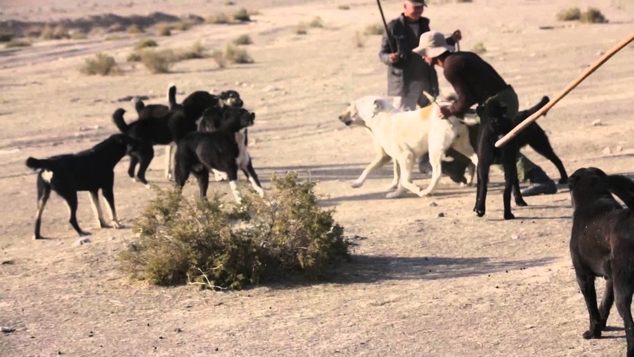 Видео схватки таджикских овчарок: почти 3 миллиона просмотров на YouTube (видео)