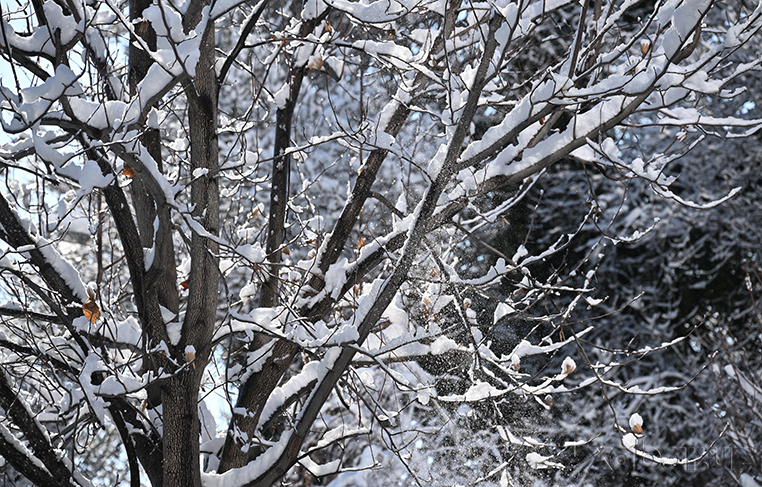 Сегодня температура воздуха по Узбекистану составит 4-9 градусов тепла