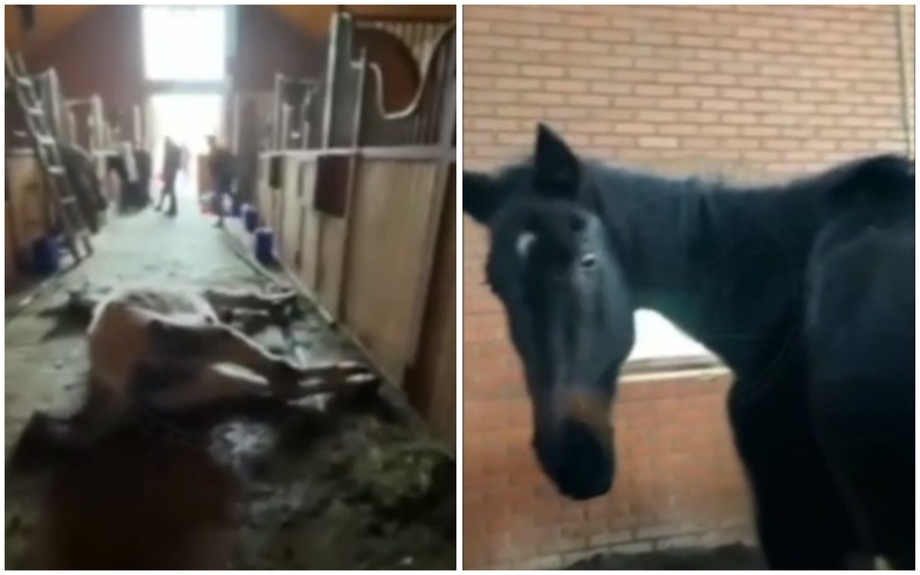 В одной из конюшен Ташкента лошади умирали от голода