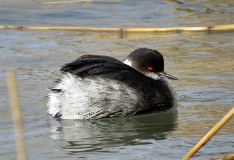 Редкая птица обнаружена в Самарканде