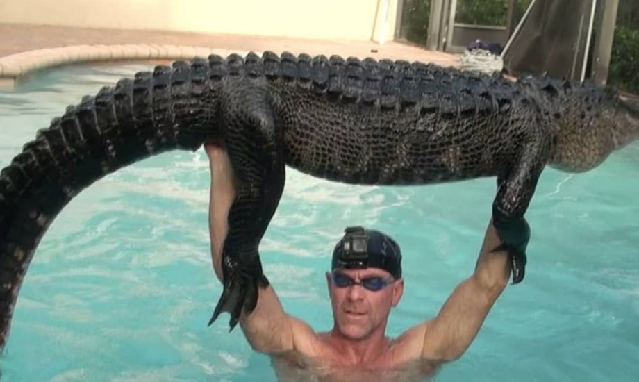 Заплутавшего аллигатора вытащили из частного бассейна (ФОТО)