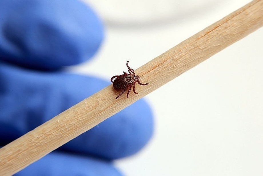 На Украине школьника парализовало после укуса клеща