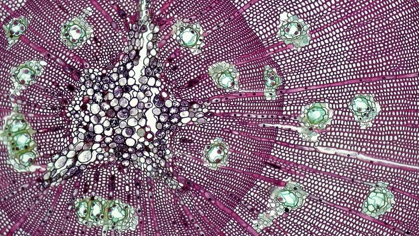 Ученые выяснили, как мозг защищается от токсинов