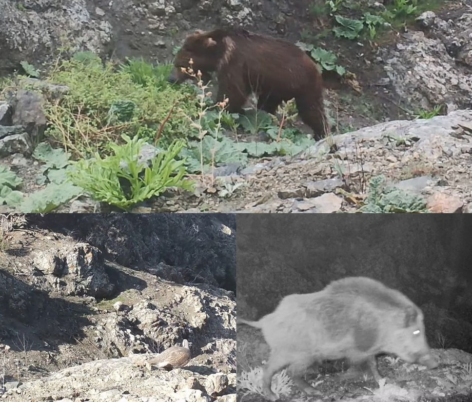 «Hisor» qo‘riqxonasida ayiq, hilolkaklik, va yovvoyi to‘ng‘iz kameraga tushdi