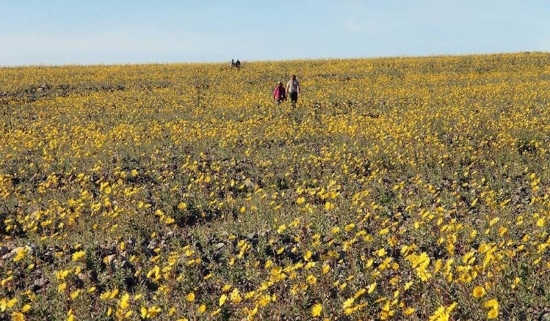 «Ўлим водийси» гулларга кўмилиши кутилмоқда
