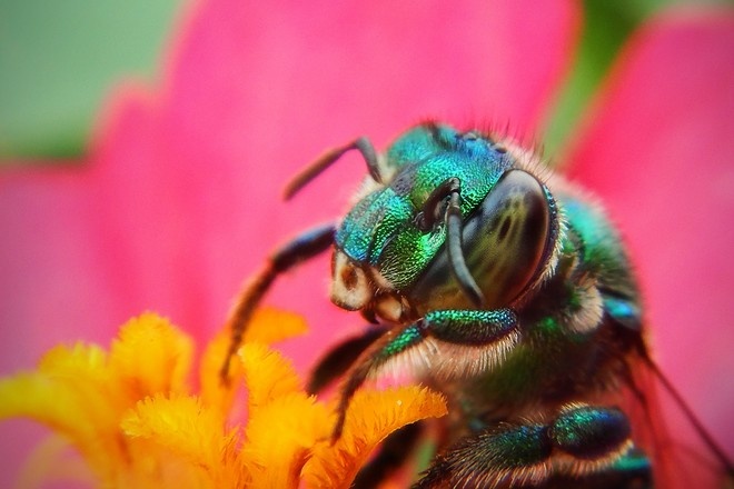 Учёные научили пчёл выявлять коронавирус