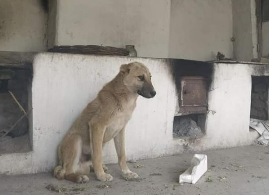 «Лейлекский Хатико»: Собаку нашли в развалинах на кыргызско-таджикской границе