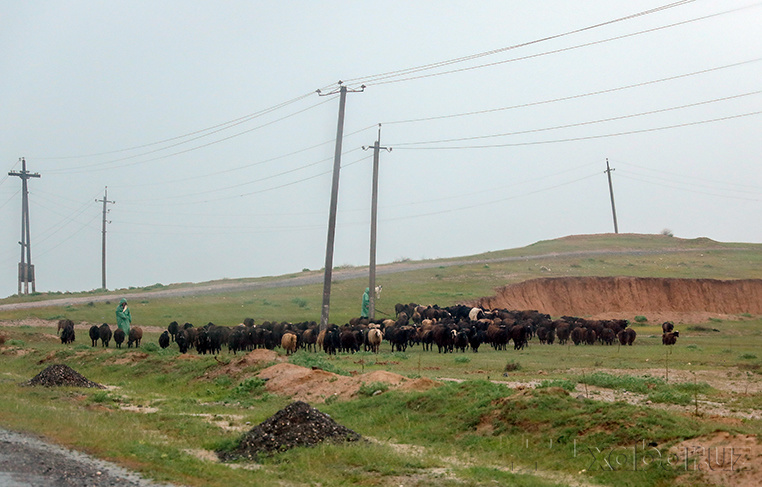 Buxorolik cho‘ponni kuyovi «uxlatib» ketdi