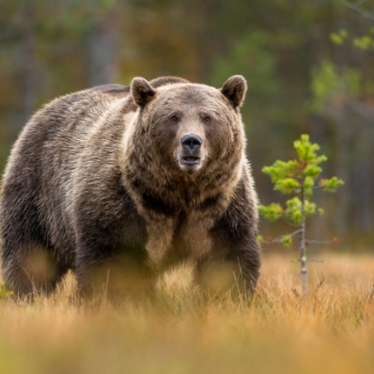 Oriq qizlar rasmlari Mening jinsiy olatimni surati