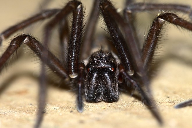 Сотни пауков выползли из бананов в доме британки