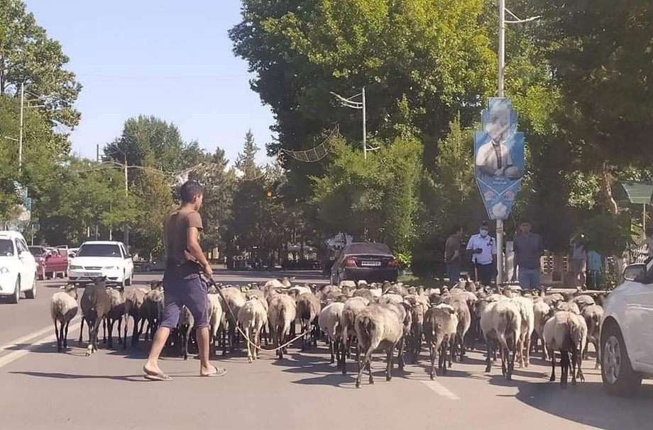 Наманганда ҳам «қўйлар намойиши» кузатилди