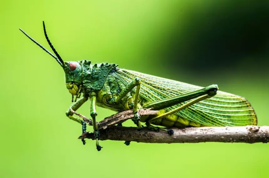 Учёные пояснили, зачем есть насекомых