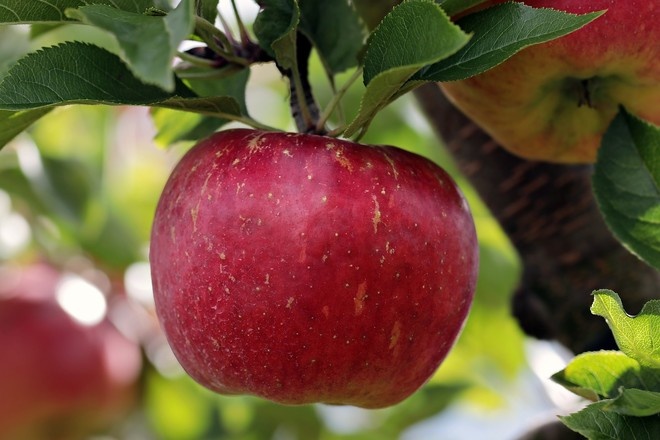 Китайский учёный предупредил о потенциальной опасности яблок