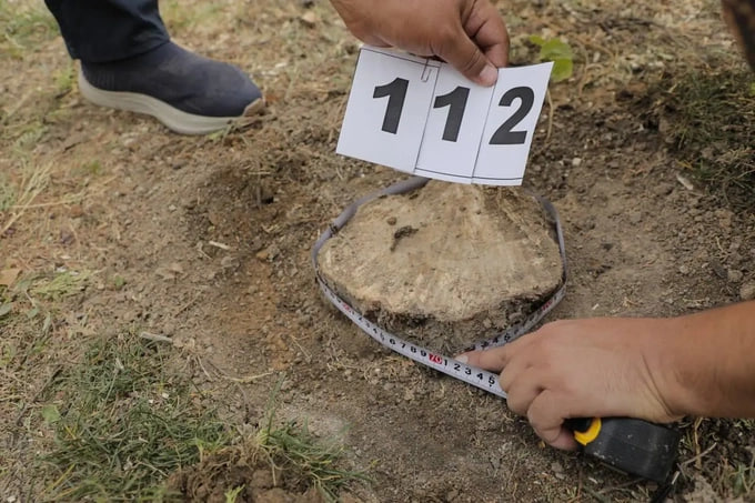 Дарахтларга зўравонлик: кесиш, сотиш, узр сўраш ва яна кесиш