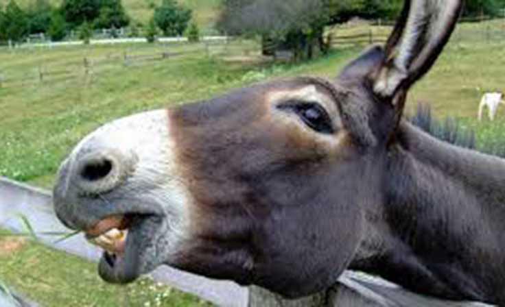 Lena meni uning eshak qoyish istaydi.