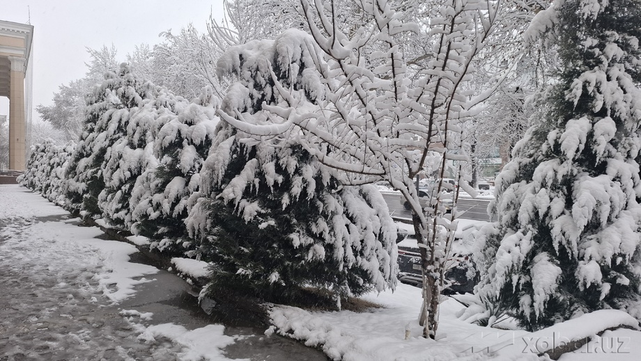 Сегодня в Узбекистане ожидаются осадки, температура воздуха составит 0-5 градусов тепла