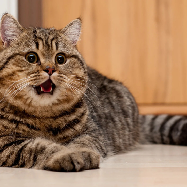 Sugorish idishi orqali mushukni quyish uchun navbat Sugorish idishi orqali mushukni quyish uchun navbat