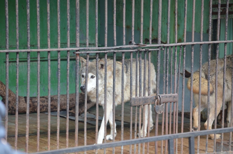 O‘zbekistonda saqlanishi taqiqlangan yovvoyi hayvonlar ro‘yxati tuziladi
