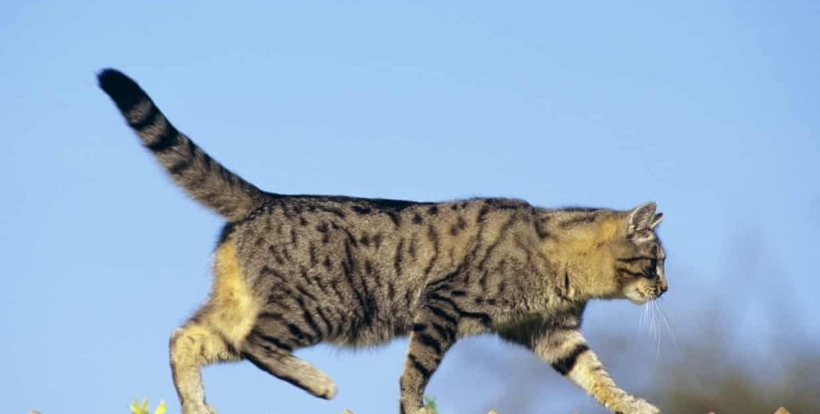 Семье из США вернули пропавшую 6 лет назад кошку - ее нашли в другом штате (видео)